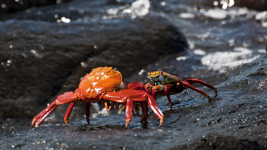 Galapagos crabs., Mar 2011 Galapagos crabs.